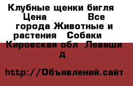 Клубные щенки бигля › Цена ­ 30 000 - Все города Животные и растения » Собаки   . Кировская обл.,Леваши д.